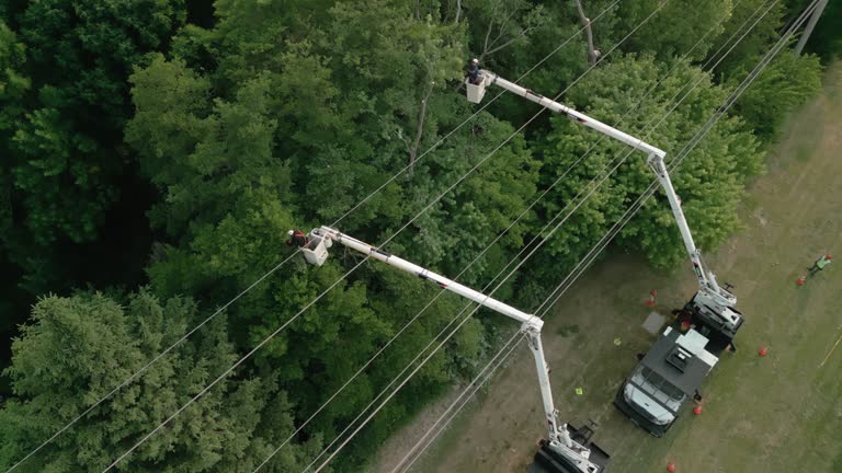 How Our Tree Care Process Works  in  Puyallup, WA