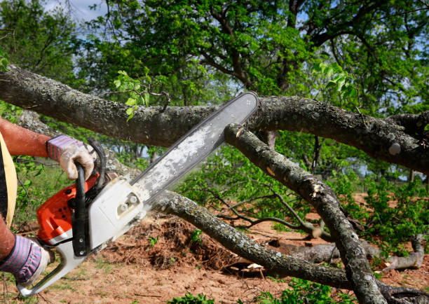 Reliable Puyallup, WA Tree Services Solutions